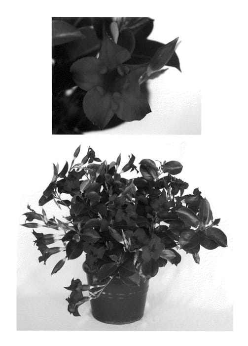 Figure 1 of US plant patent PP20777, the photograph of Audrey printed in the patent.