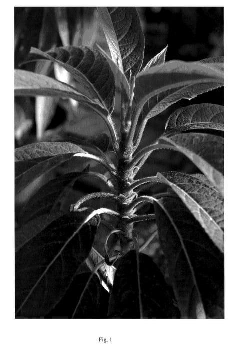 Figure 1 of US plant patent PP20778, the photograph of INH-HYD-14 printed in the patent.