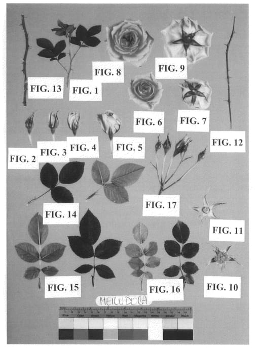 Figure 1 of US plant patent PP20779, the photograph of Meiludoca printed in the patent.