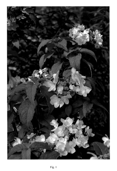 Figure 1 of US plant patent PP20780, the photograph of INH-HYD-B4 printed in the patent.