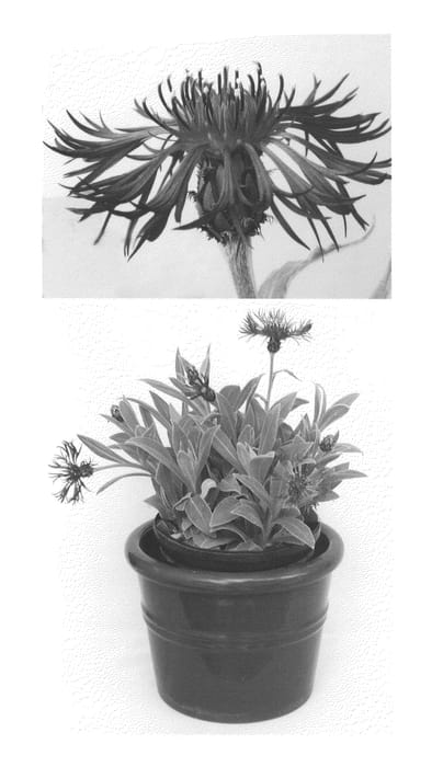 Figure 1 of US plant patent PP20781, the photograph of Amethyst Dream printed in the patent.