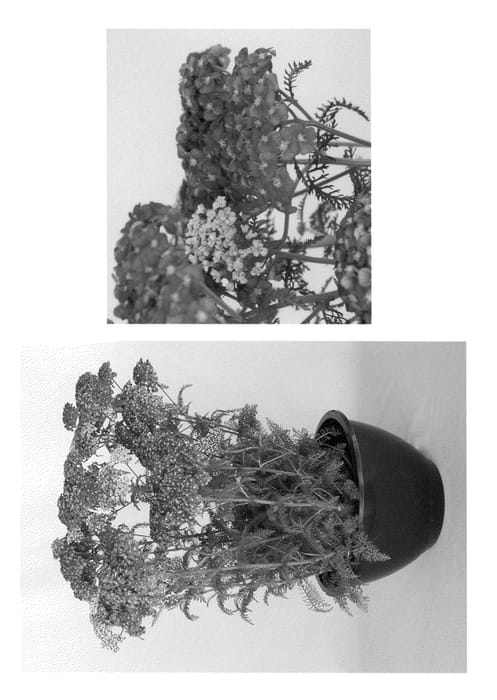 Figure 1 of US plant patent PP20782, the photograph of Saucy Seduction printed in the patent.
