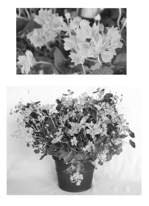Figure 1 of US plant patent PP20783, the photograph of Ahiru no Ashi printed in the patent.