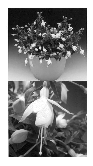 Figure 1 of US plant patent PP20784, the photograph of Sanifhoho printed in the patent.