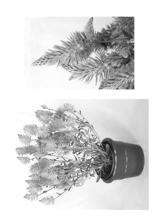 Figure 1 of US plant patent PP20785, the photograph of Platinum Wallaby printed in the patent.
