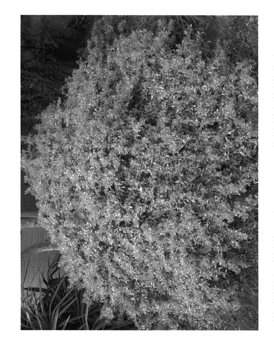Figure 1 of US plant patent PP20786, the photograph of HOGY printed in the patent.