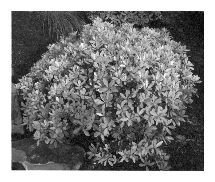 Figure 1 of US plant patent PP20787, the photograph of HOHB printed in the patent.