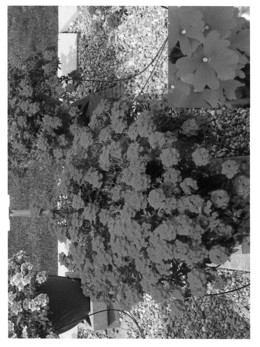 Figure 1 of US plant patent PP20788, the photograph of Lan Dareda printed in the patent.