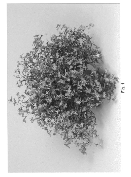 Figure 1 of US plant patent PP20789, the photograph of Tech Elebule printed in the patent.