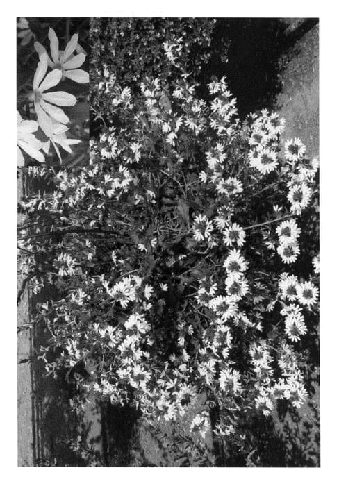 Figure 1 of US plant patent PP20790, the photograph of Bomy Whit printed in the patent.