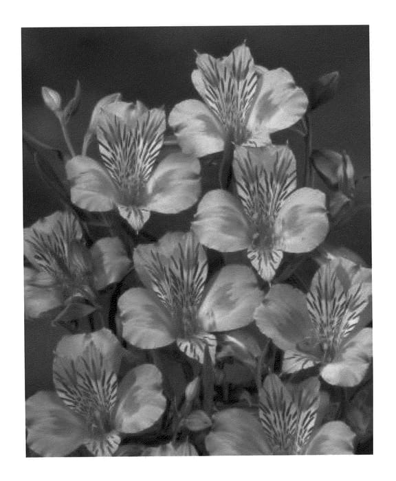 Figure 1 of US plant patent PP20791, the photograph of Zalsacal printed in the patent.
