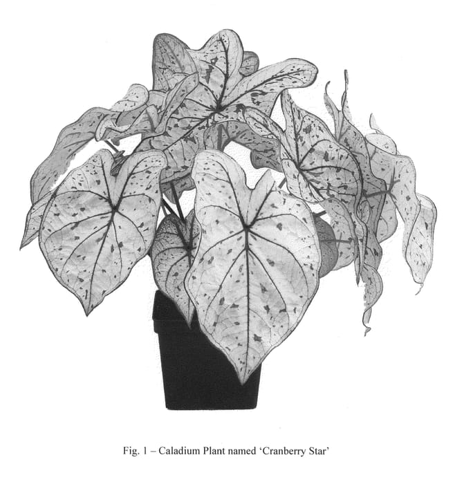Figure 1 of US plant patent PP20792, the photograph of Cranberry Star printed in the patent.