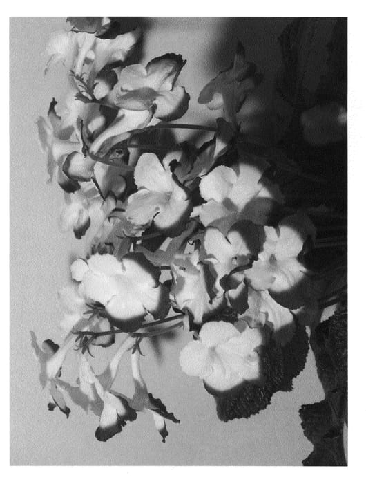 Figure 1 of US plant patent PP20793, the photograph of Roulette Azur printed in the patent.