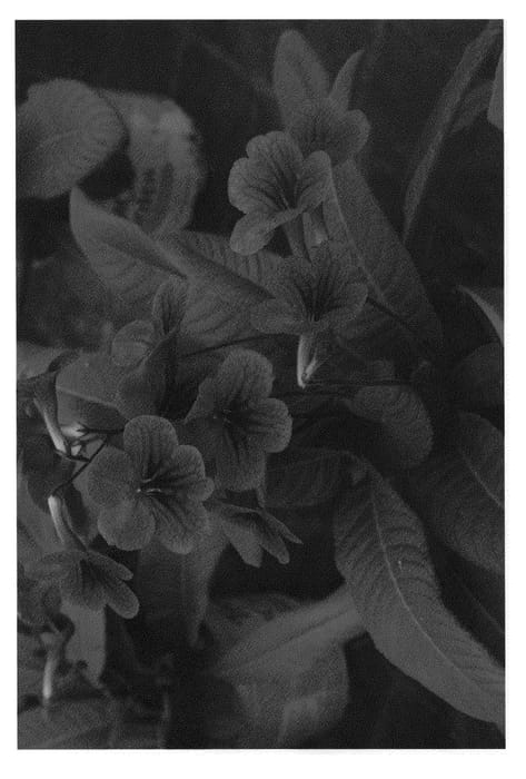 Figure 1 of US plant patent PP20795, the photograph of Spirit printed in the patent.