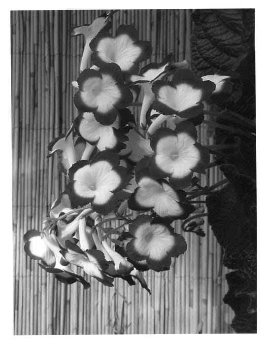 Figure 1 of US plant patent PP20796, the photograph of Roulette Cherry printed in the patent.