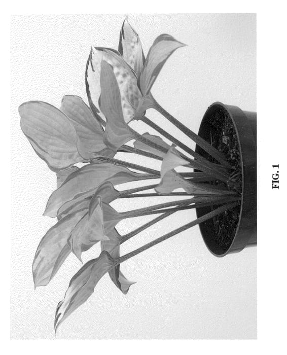 Figure 1 of US plant patent PP20798, the photograph of Paradise Island printed in the patent.