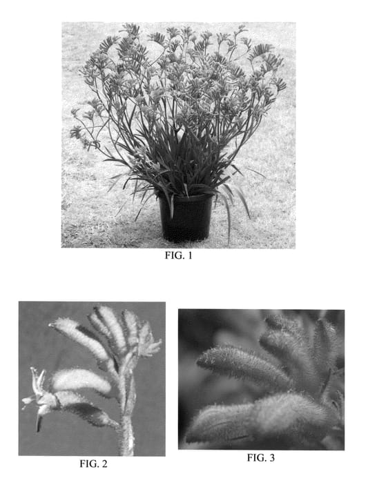 Figure 1 of US plant patent PP20799, the photograph of Ramboramp printed in the patent.