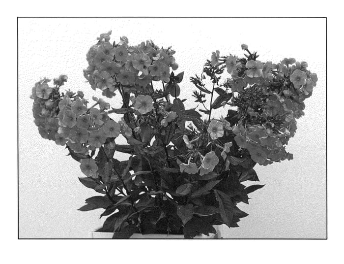 Figure 1 of US plant patent PP20800, the photograph of Tequila Sunrise printed in the patent.