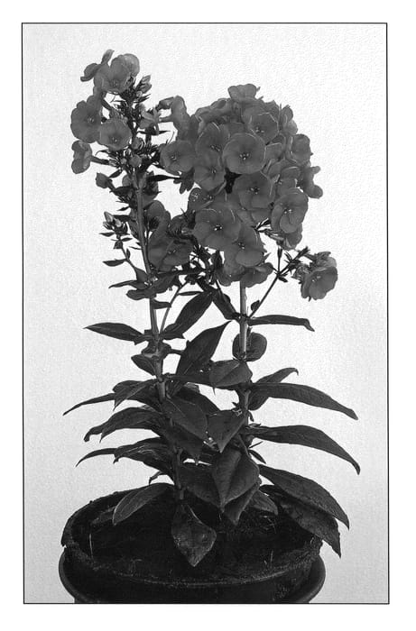 Figure 1 of US plant patent PP20801, the photograph of Strawberry Daiquiri printed in the patent.