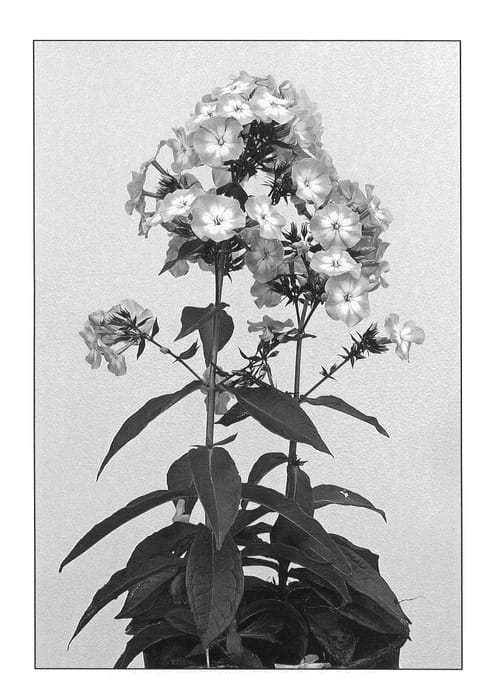 Figure 1 of US plant patent PP20802, the photograph of Pink Lady printed in the patent.