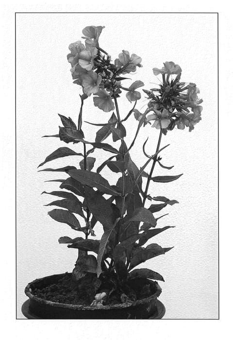 Figure 1 of US plant patent PP20803, the photograph of Red Caribbean printed in the patent.