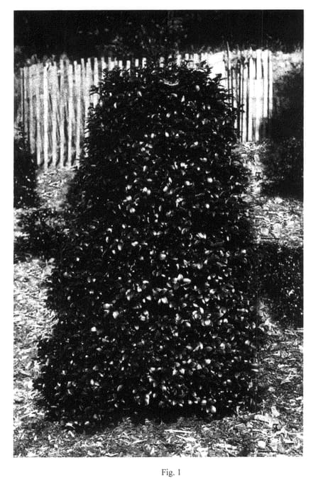 Figure 1 of US plant patent PP20804, the photograph of Spartan printed in the patent.