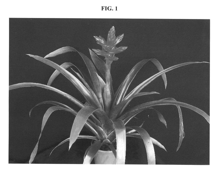 Figure 1 of US plant patent PP20805, the photograph of AROSA printed in the patent.