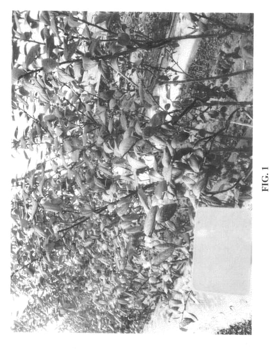 Figure 1 of US plant patent PP20806, the photograph of Magna printed in the patent.