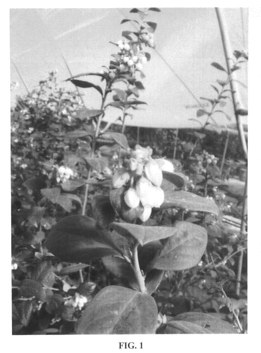 Figure 1 of US plant patent PP20807, the photograph of Celeste printed in the patent.