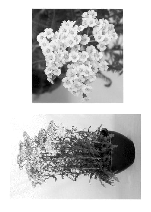 Figure 1 of US plant patent PP20808, the photograph of Sunny Seduction printed in the patent.