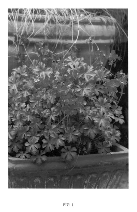 Figure 1 of US plant patent PP20809, the photograph of ABPP printed in the patent.