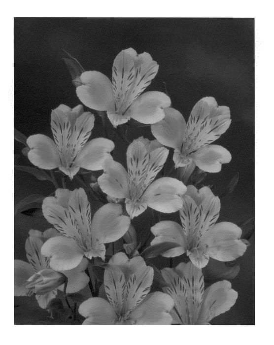 Figure 1 of US plant patent PP20810, the photograph of Zalsasaq printed in the patent.