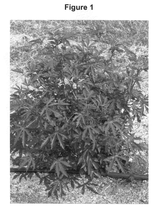 Figure 1 of US plant patent PP20811, the photograph of Panama Bronze printed in the patent.