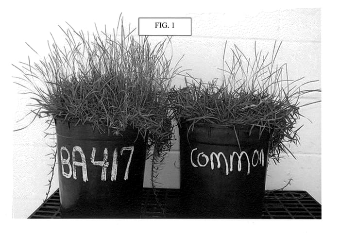 Figure 1 of US plant patent PP20812, the photograph of BA-417 printed in the patent.