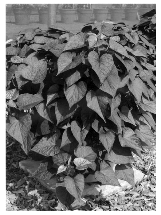Figure 1 of US plant patent PP20813, the photograph of Seki Blahrt printed in the patent.
