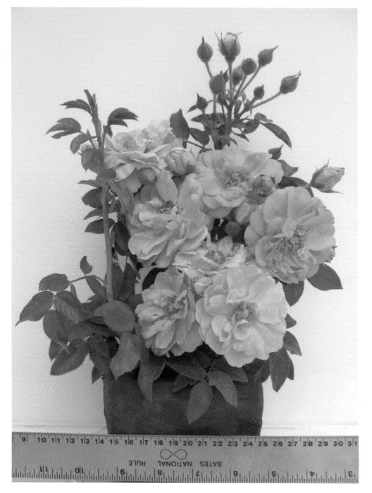 Figure 1 of US plant patent PP20814, the photograph of Darpellerin printed in the patent.