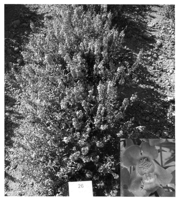 Figure 1 of US plant patent PP20815, the photograph of Car Laver09 printed in the patent.