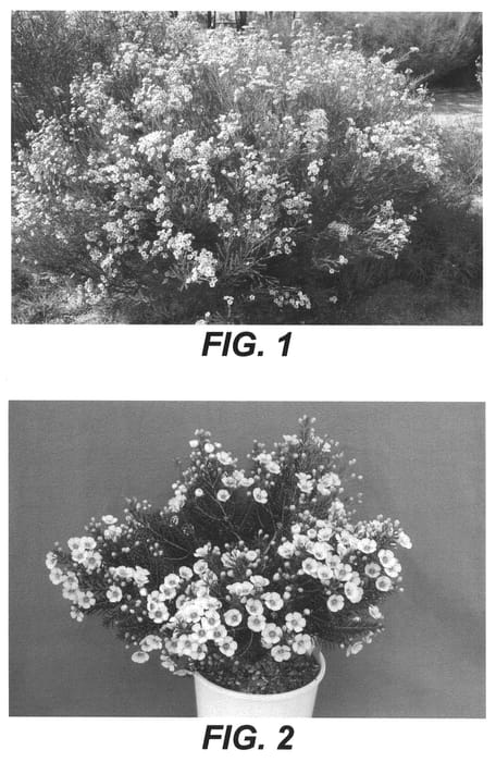 Figure 1 of US plant patent PP20816, the photograph of Matilda printed in the patent.