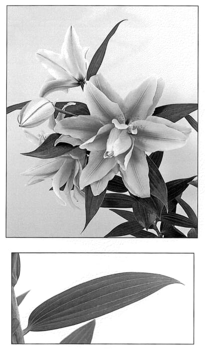 Figure 1 of US plant patent PP20817, the photograph of Double Star printed in the patent.