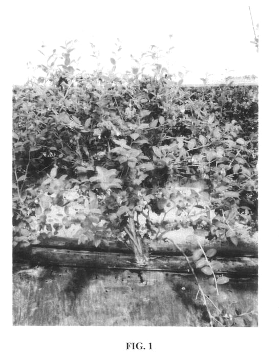 Figure 1 of US plant patent PP20818, the photograph of Lucia printed in the patent.
