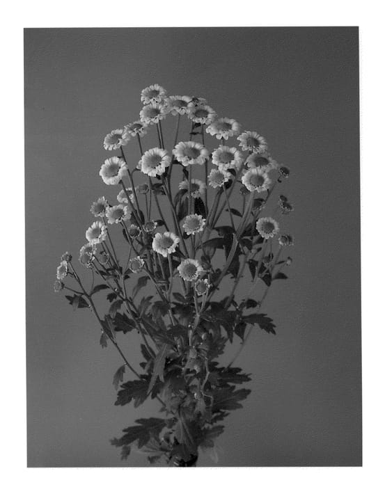 Figure 1 of US plant patent PP20819, the photograph of Dekgomba Green printed in the patent.