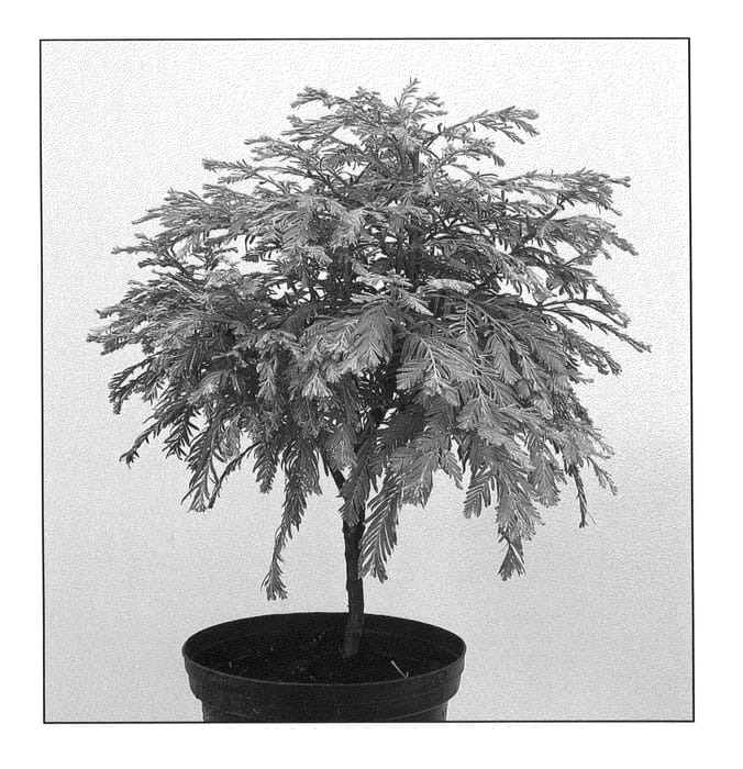 Figure 1 of US plant patent PP20820, the photograph of Shirrmann's Nordlicht printed in the patent.