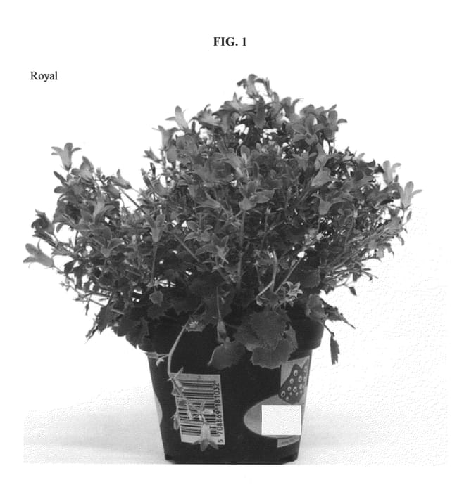 Figure 1 of US plant patent PP20821, the photograph of ROYAL printed in the patent.