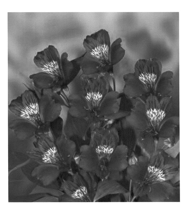 Figure 1 of US plant patent PP20822, the photograph of Zalsaris printed in the patent.