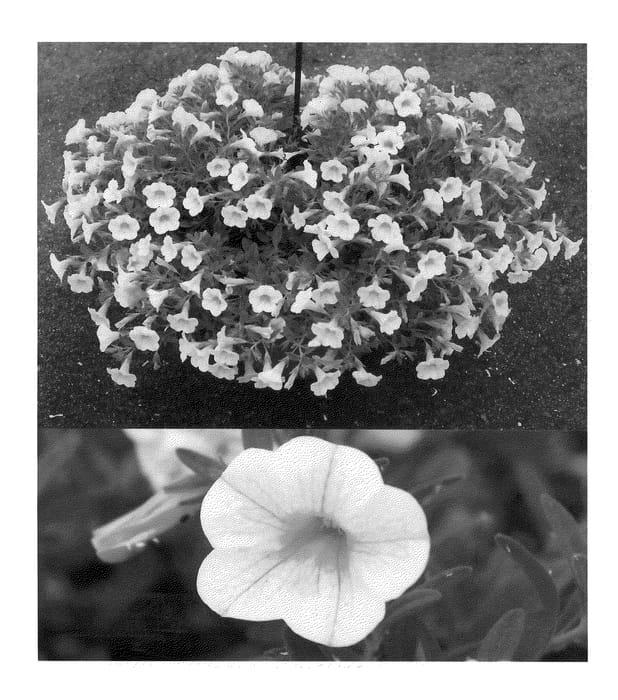 Figure 1 of US plant patent PP20823, the photograph of Sunbelremo printed in the patent.