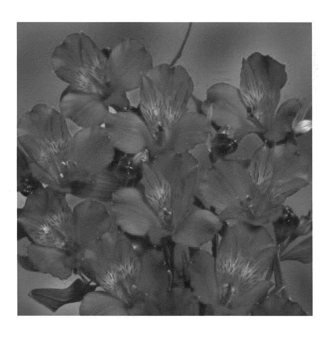 Figure 1 of US plant patent PP20824, the photograph of Zalsamin printed in the patent.