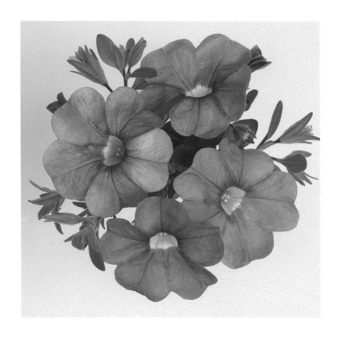 Figure 1 of US plant patent PP20825, the photograph of Duealbusky printed in the patent.