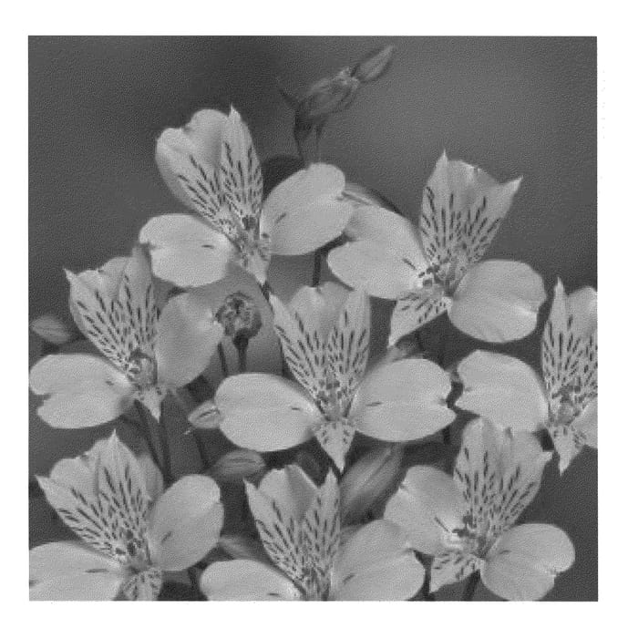 Figure 1 of US plant patent PP20826, the photograph of Zalsasam printed in the patent.