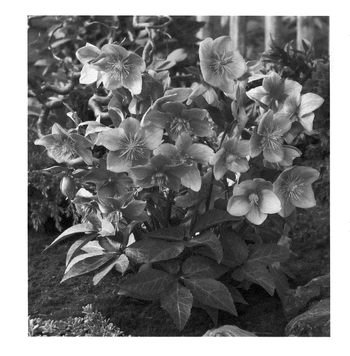 Figure 1 of US plant patent PP20827, the photograph of BLT04 printed in the patent.