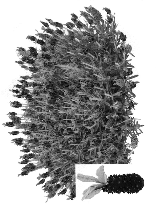 Figure 1 of US plant patent PP20828, the photograph of Jin Cobule printed in the patent.